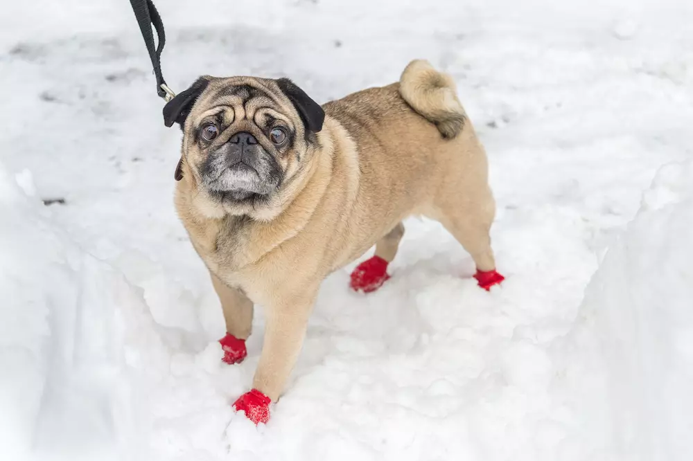 How to make store dog booties